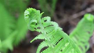 Plant Profile  Ostrich Fern [upl. by Rorke]