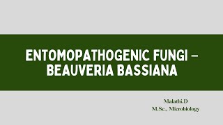 Entamopathogenic fungi  Beauvaria bassiana [upl. by Neelloc]