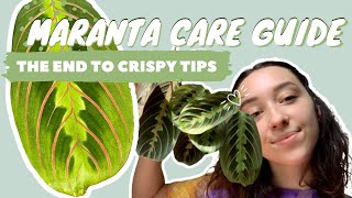 MARANTA PLANT CARE  PROPAGATION  prayer plant tips [upl. by Merrilee]