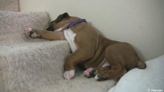 Sleepy 4 Week Old Boxer Puppies [upl. by Gaskins]