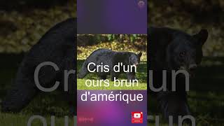 Short Cris dun ours brun dAmérique [upl. by Adnaerb]