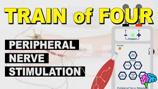 Train of Four  Peripheral Nerve Stimulation [upl. by Ferris932]