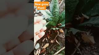 New grow plant asmr satisfying youtubeshorts viralvideo trending plants shorts short [upl. by Camile]