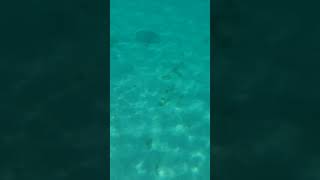 Snorkeling at coco cay Bahamas 🇧🇸 and seeing a stingray [upl. by Alysoun]