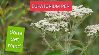 EUPATORIUM PERFOLATIUM BONESETDENGUE COVID MALARIA BONEPAIN PROSTRATION OF MIND [upl. by Einnok953]