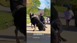 Wie diese 4 Hunde ein Kind BEWACHEN [upl. by Haidebej]