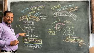 Hormonal Mechanism How different Hormones transport to different part of the body [upl. by Lidia]