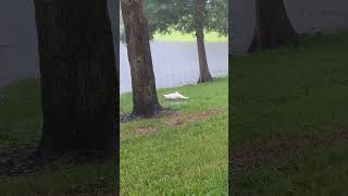 Rain in Backyard of Cypress Trees amp Willow Oaks Pekin Ducks Forage as Water Shoots Out French Drain [upl. by Sivraj]