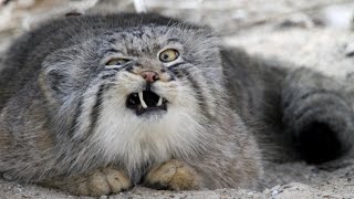 Pallas cat  Otocolobus Manul gets Angry [upl. by Enirac]