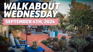 Walkabout Wednesday  September 4th 2024 Succulent Garden Tour [upl. by Nomma]