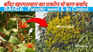 Parasite weed Banda in Hindi UHD4K  How its spread and How can farmers control it [upl. by Kcirred456]