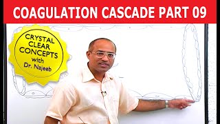 Coagulation Cascade  Part 912 [upl. by Adnilec]