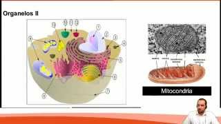Clase 1 Biología 2013 Organización estructura y actividad celular I [upl. by Adhamh]