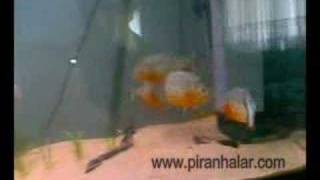 7quot Greenterror amp 4quot Red Belly Piranhas [upl. by Rivalee]