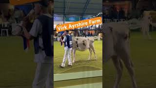 Ayrshire cattle fair show in uk [upl. by Salis]