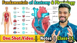 Fundamentals of Anatomy and Physiology in Sports  Class 11  Unit  7  FREE Notes 🔥 [upl. by Nahgeam]