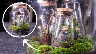 Putting Terrariums in a Terrariums Terrarium Terraception [upl. by Chesnut]