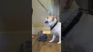 Training an Aggressive French Bulldog [upl. by Arinayed]