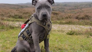 3 Month Old Blue Staffy with a View [upl. by Ennovahc]