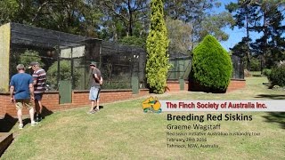 Breeding Red Siskins Graeme Wagstaff [upl. by Berget]