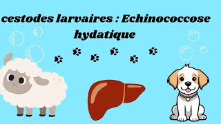 cestodes larvaires  Echinococcose hydatique by Nesrine [upl. by Ayerf]