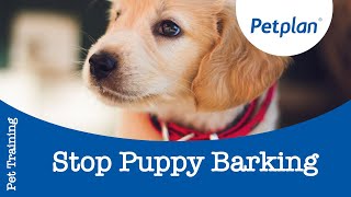 Dog Barking How To Train Your Puppy To Stop Barking  Petplan [upl. by Adlaremse]