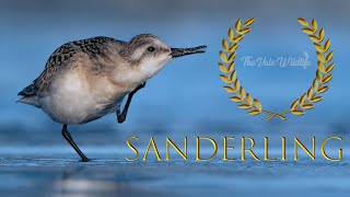 Sanderling  A Beautiful Experience [upl. by Wilkens]