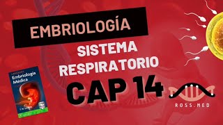 CAP 14SISTEMA RESPIRATORIOEMBRIOLOGÍA MÉDICA DE LANGMANRESUMENPODCAST [upl. by Rosenstein]