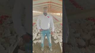 Ulusoy Africa Poultry [upl. by Auohc]