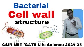 Bacterial cell wall I Gram positive and negative bacteria l CSIRNET l GATE life Science [upl. by Marietta367]