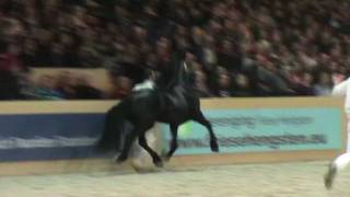 KFPS Hengst Thorben 466 Ielke x Sape in Slowmotion HK 2012 Leeuwarden [upl. by Auhso15]