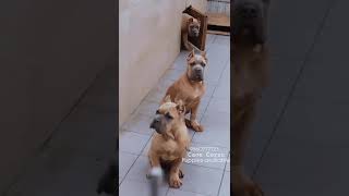 Cane Corso Puppies Available in INDIA [upl. by Syck]