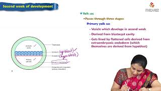 Second week of Development  Embryology Lectures [upl. by Darda]