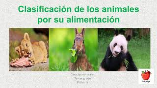 Carnívoros Herbívoros Omnívoros Clasificación de los animales por su alimentación 3° CN [upl. by Allimrac]