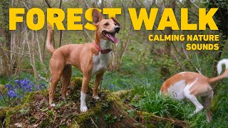 NO ADS Dog TV for Dogs to Watch 🐕 Virtual Dog Walk with Nature Sounds 🌲 Videos for Dogs [upl. by Lanevuj]