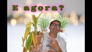 Planta com folhas amareladas 5 possíveis causas e como resolver [upl. by Stephi987]