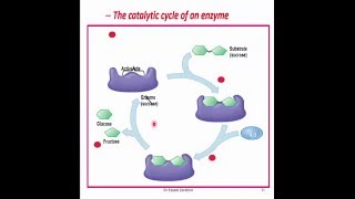 Enzymes and Metabolic Pathways English Dr Essam Ibrahim [upl. by Stormie]