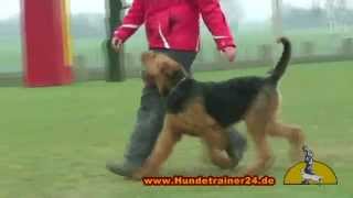 Obedience with Airedale Terrier quotArthus von Bella Donnaquot [upl. by Etnelav]