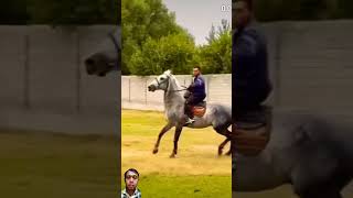 amazing horse horse rodeo cow [upl. by Garrison]