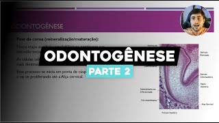 Odontogênese Parte 2 Da Coroa à Completa Formação Dentária e Estágios de Nolla [upl. by Branden140]