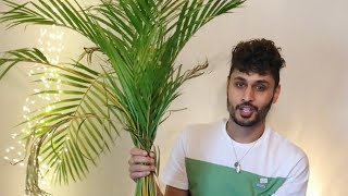 Areca Palm Repotting [upl. by Oretos187]