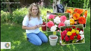 How to plant Begonias cormstubers  FarmerGracycouk [upl. by Launam]