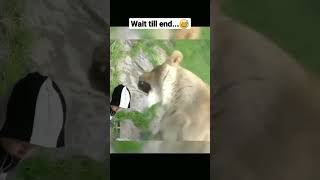 Monkey baby powerful lol 😆 Funny animalvideos funny viralvideo enjoythenatureoftheworld [upl. by Witty]