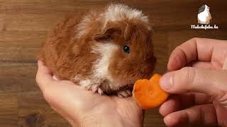 Texel tengerimalac  4 hetes  Texel Guinea Pig 4 weeks old [upl. by Aihtnamas33]