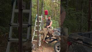 220 lb Wild Boar Harvested Feral Hog Hunting 🐗🔫👍😁 [upl. by Netsew]