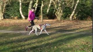 Nordic Walking with Dogs [upl. by Noiz948]