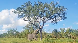 Elephant Casually Pushes Down Massive Tree [upl. by Aicirtan982]