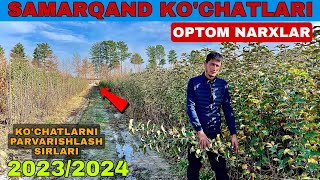 КУЧАТЛАР ОПТОМ ДЕХКОНДАН 2023KOCHATLAR OPTOM DEXQONDAN 2023 [upl. by Arbed]