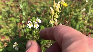 How to identify and use Eyebright [upl. by Einahpts991]