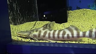 ゼブラキャット Tigerstriped catfish Brachyplatystoma tigrinum [upl. by Gonzalo730]